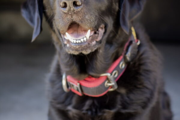 Richmond Fire K9
