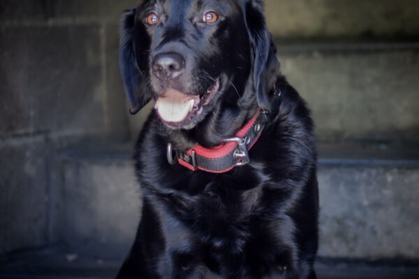 Richmond Fire K9
