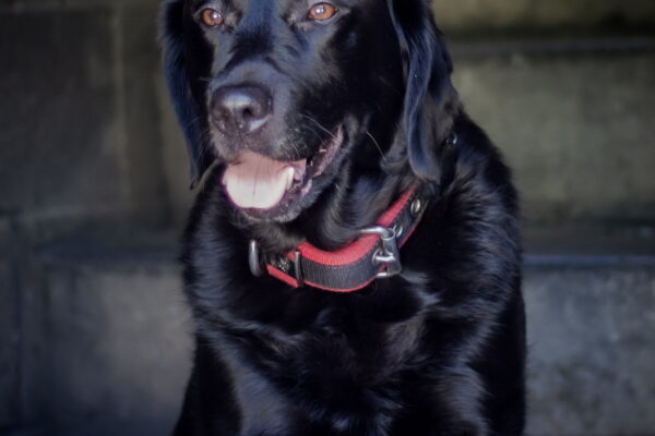 Richmond Fire K9