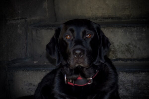 Richmond Fire K9