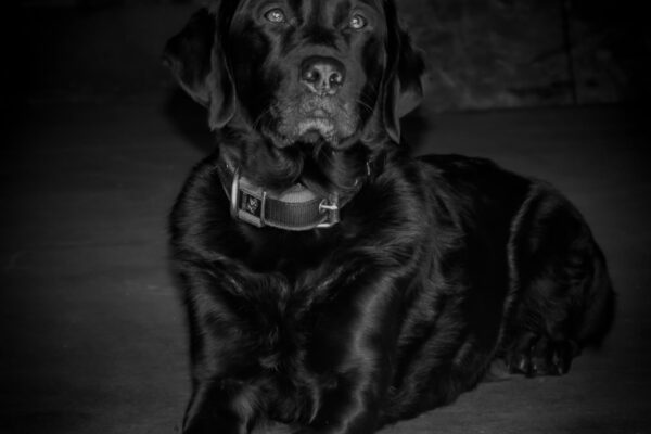 Richmond Fire K9