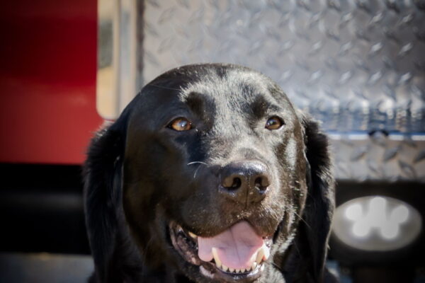 Richmond Fire K9