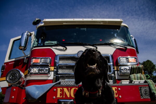 Richmond Fire K9