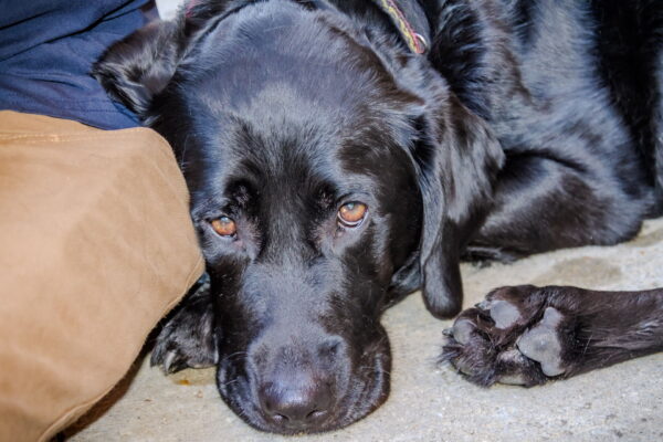 Richmond Fire K9