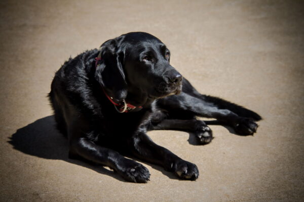 Richmond Fire K9
